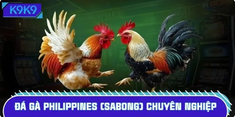Đá gà Philippines (Sabong) chuyên nghiệp chuẩn quốc tế