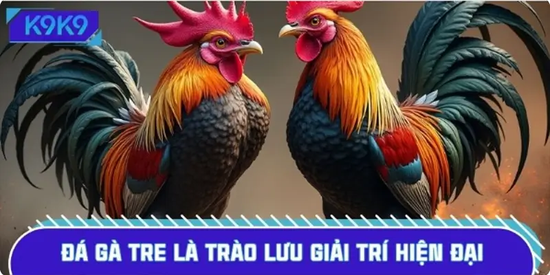 Đá gà tre là trào lưu giải trí thu hút đông đảo người chơi