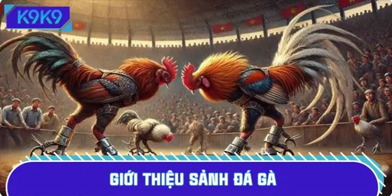 Đôi nét về bộ môn đá gà Hot nhất trên nền tảng K9K9